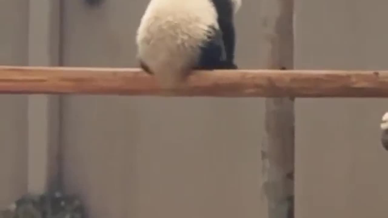Panda Lif.e....