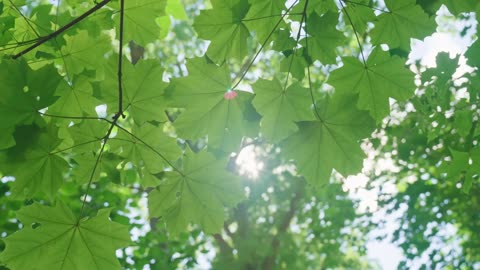 Morning Mood Trees and Leaves and Sunlight