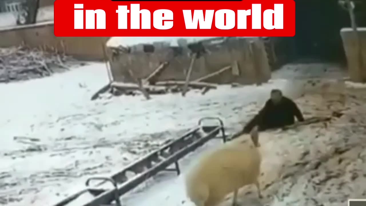 The most dangerous sheep in the world