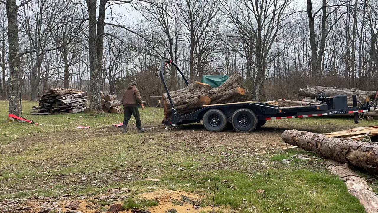 Pulling butternut log off of trailer.