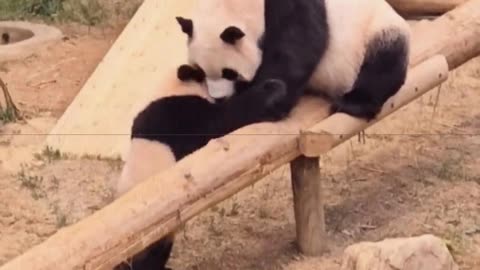 Panda mom flipped her baby