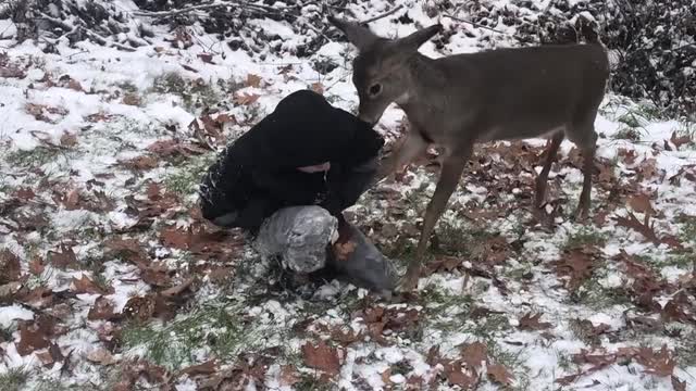 Kids Play with Rescued Fawn