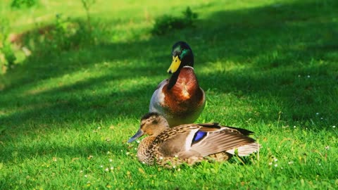 DUCKS