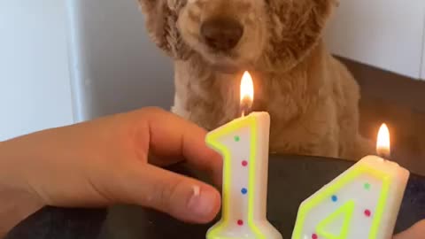 Birthday Doggo Bites Candle Before Cake