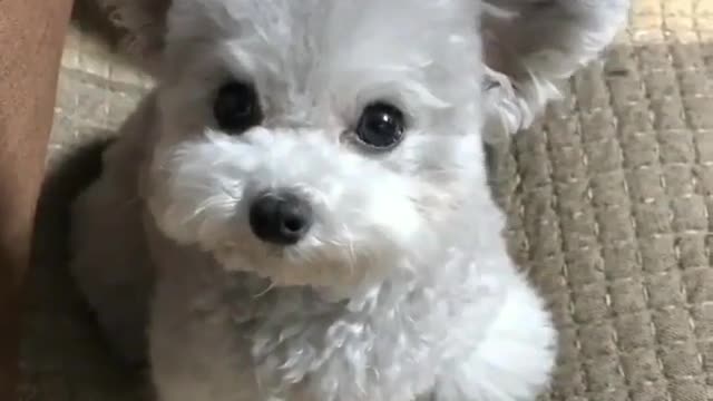 A dog on the sofa.