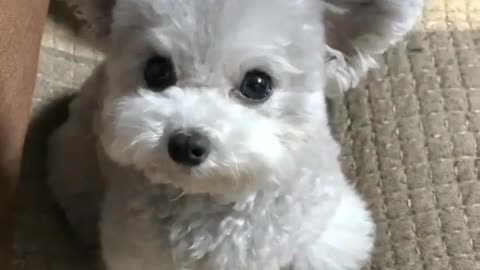 A dog on the sofa.