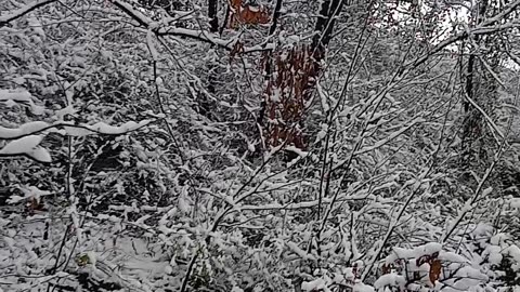 The beauty of trees covered in snow