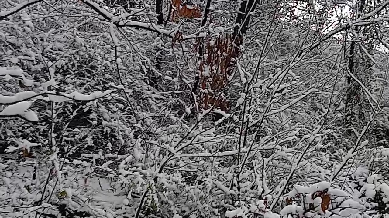 The beauty of trees covered in snow