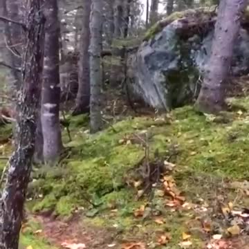 The ground looks like its breathing as strong wind causes trees to sway in ground saturated with water.