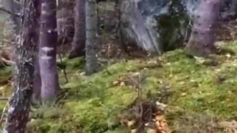 The ground looks like its breathing as strong wind causes trees to sway in ground saturated with water.