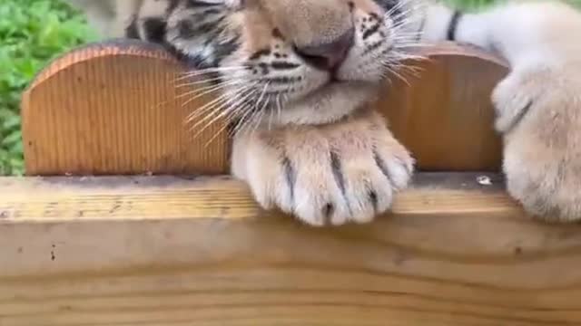 fry#animal#pet#babytiger