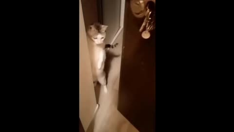 Hilarious Cat and Dog Shenanigans Compilation