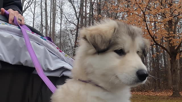 Juneau the Alaskan Malamute's first stroller ride