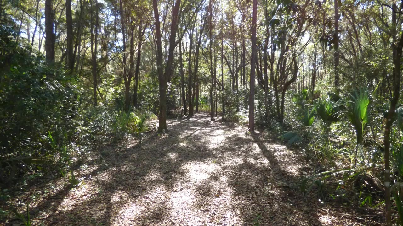 Carney Island Park, Ocklawaha, Florida - Ten Years (2011-2020). Slideshow.