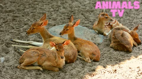 The Deer1