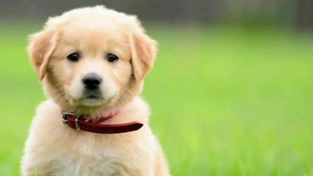 cute_dog_compilation||hd_WhatsApp_status||2021#shorts