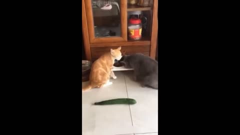 Funny Cat Video...