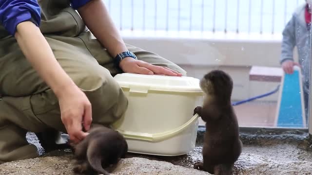 Otters and keepers