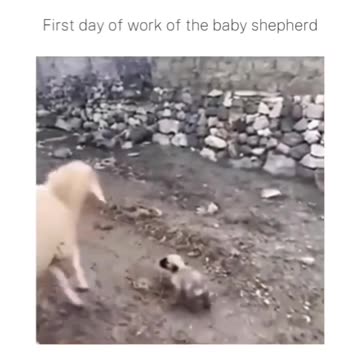 a pup with sheep clothing getting love