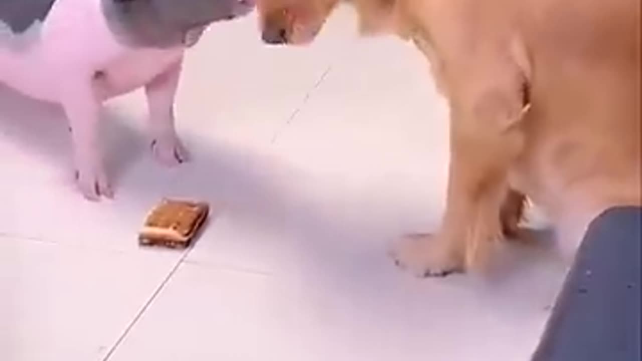 This is a very clever Dog | Dog and Pig Funny Video