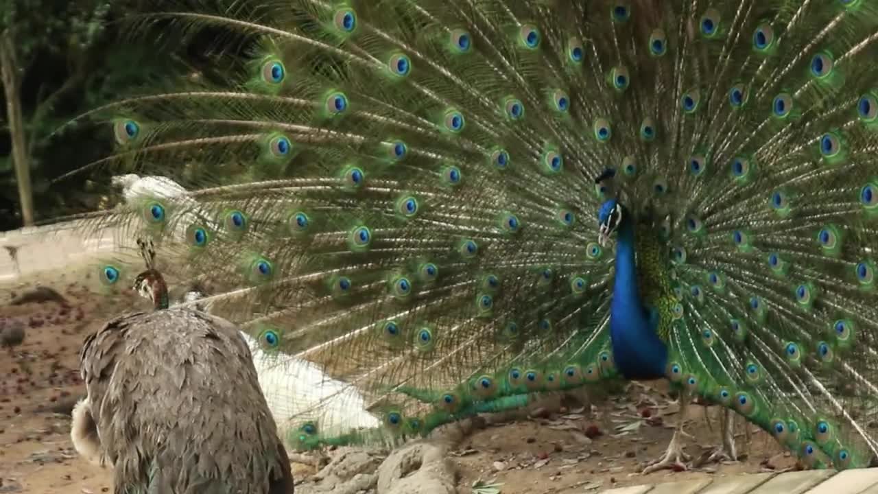 The peacock