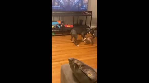 Puppy uses size advantage to outsmart bigger dog