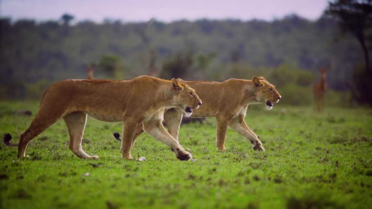 Lion Spirit: A story of strength and excitement set in the mystery of the jungle