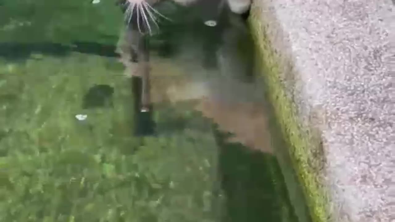 Cute cats and fish 🐠 viral videos funny videos