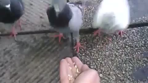 Hand Feeding Pigeons at Work 01