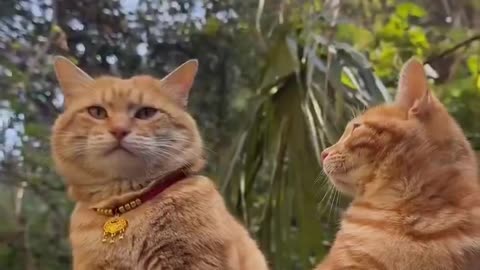 Kitty wearing the beautiful pendant