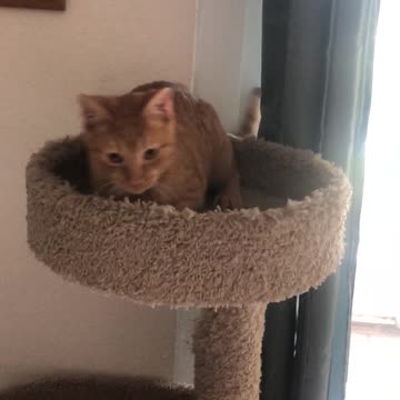 Rudy's Top Floor Climb On Cue