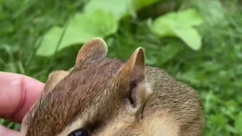 Cute Squirrel !