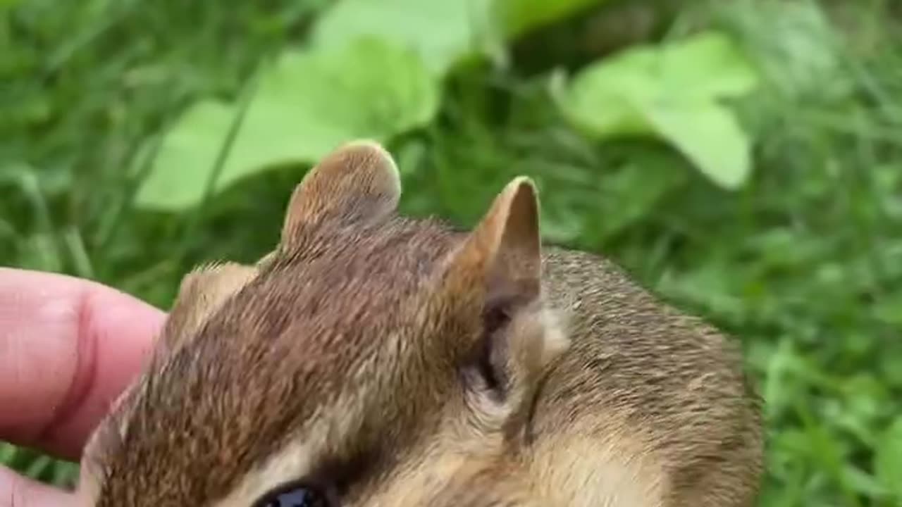 Cute Squirrel !