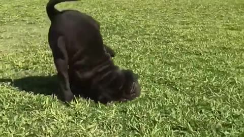 Funny Video 2023