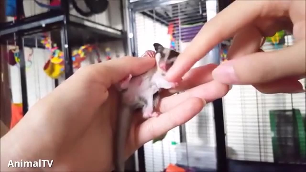 SUGAR GLIDERS Flying