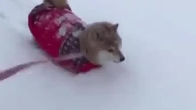 Doggo making its way