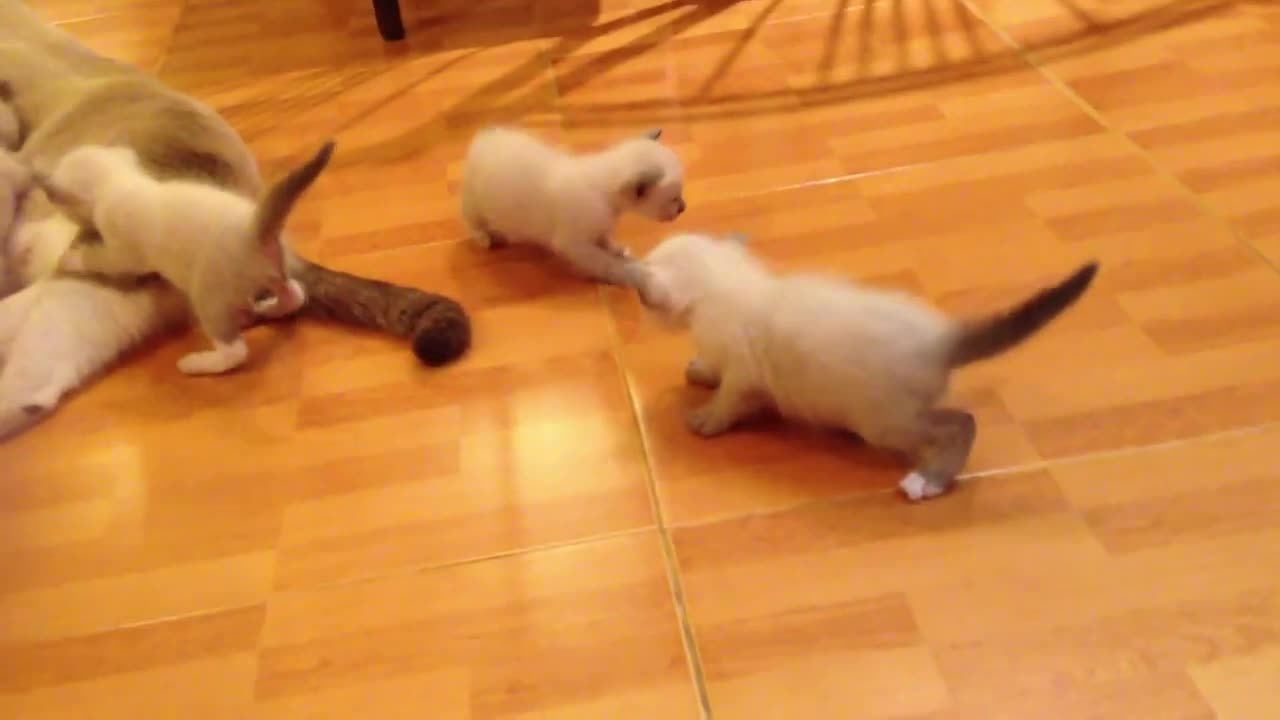 Cats vs Dogs fight!!