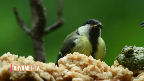 cute birds eating