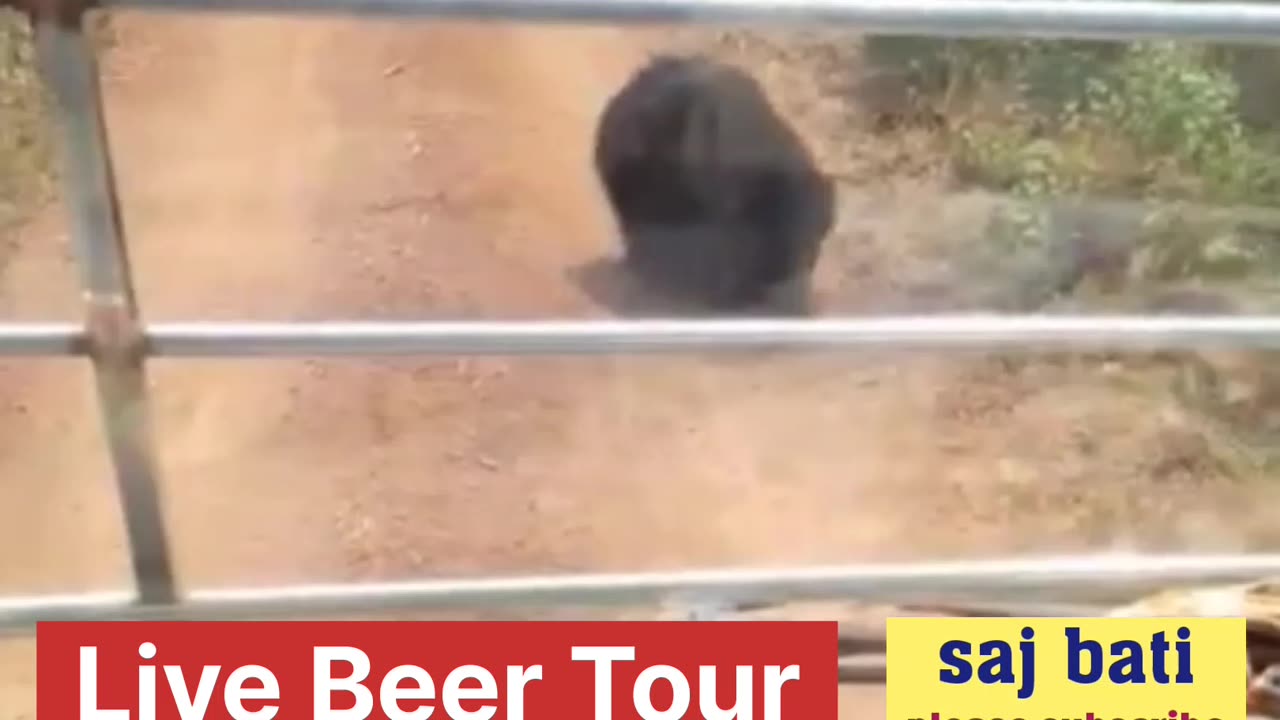 Live Beer Tour in nandan kan zoo orissa