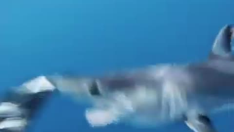 Mako Shark Bites My Fins!