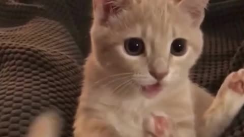 Funny cat video😂