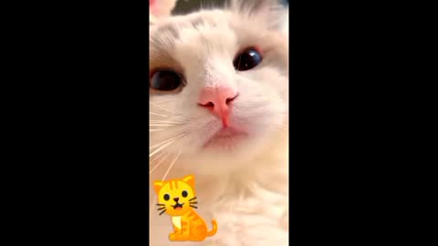 #shorts cat meme & kitten (tik tok video]💘 - funny cats meow baby cute compilation [cat-cash home)