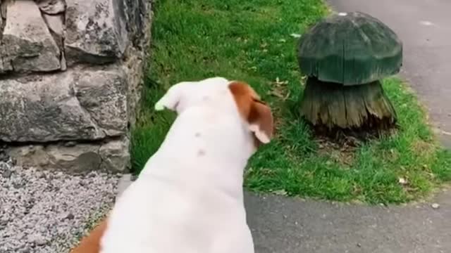 My dog is in love with the postman