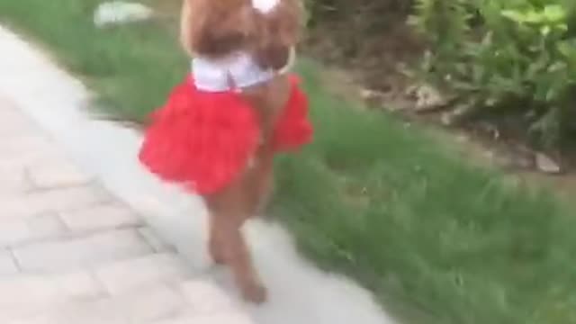 Cute & Funny Puppies | Funny Baby Dogs Videos#Shorts (45) 0 просмотров19 авг. 2021 г.