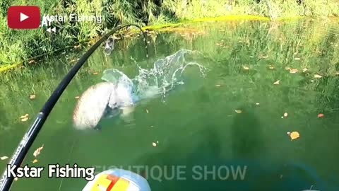 The most powerful fish attacks you will see7