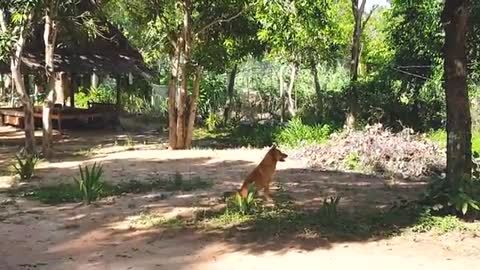 Monkey afraid of fake gorilla so funny 2022