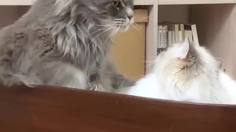 When a cat is in love