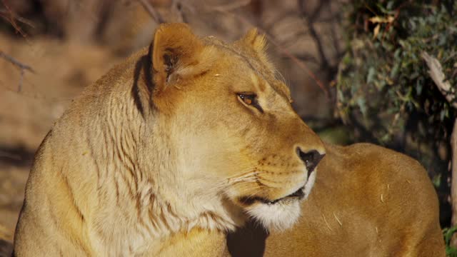 Close Up Of A Lioness Staring To The Right Of The Scene And Then Turning Her Head