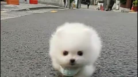 Micro puppy in the teacup