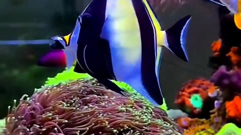 It's all very beautiful, beautiful fish